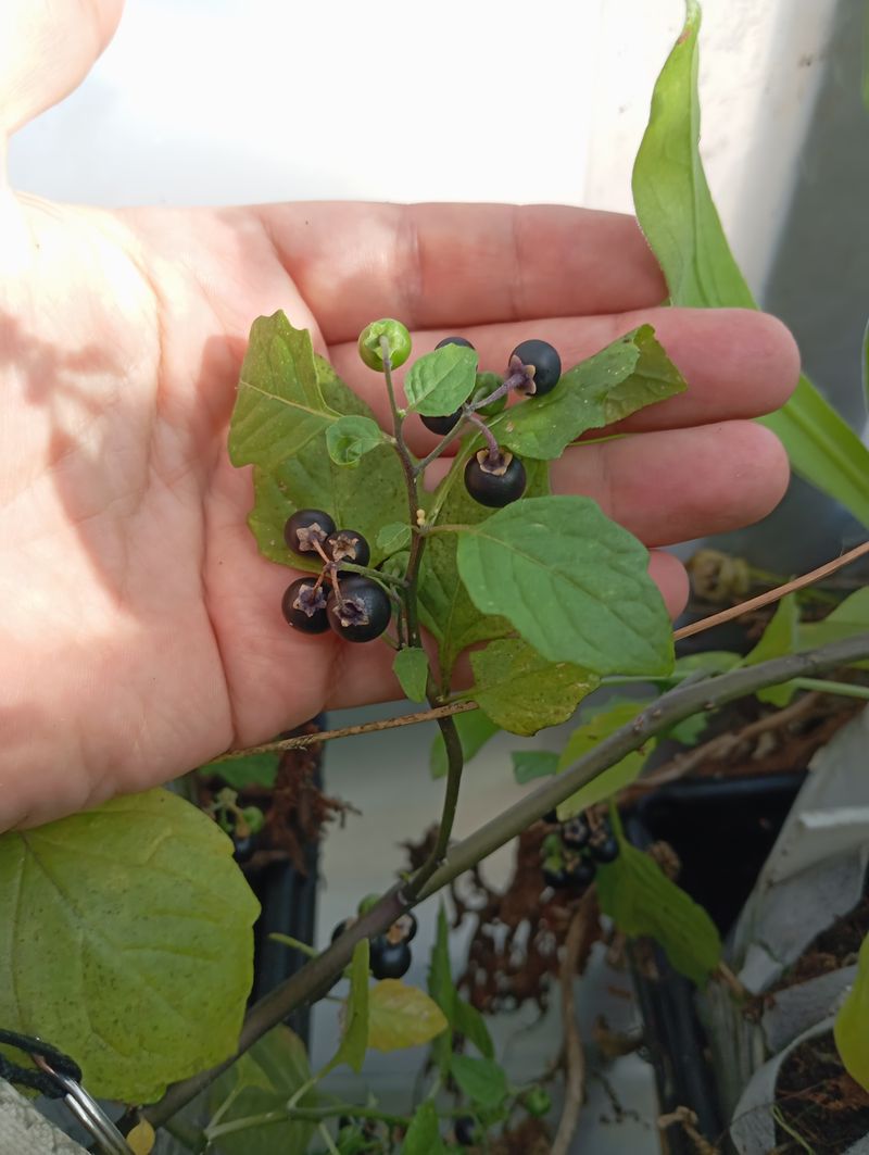 Solanum retroflexum